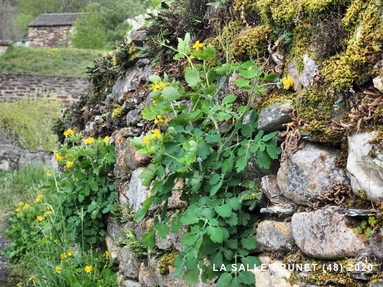 Greater Celandine plant